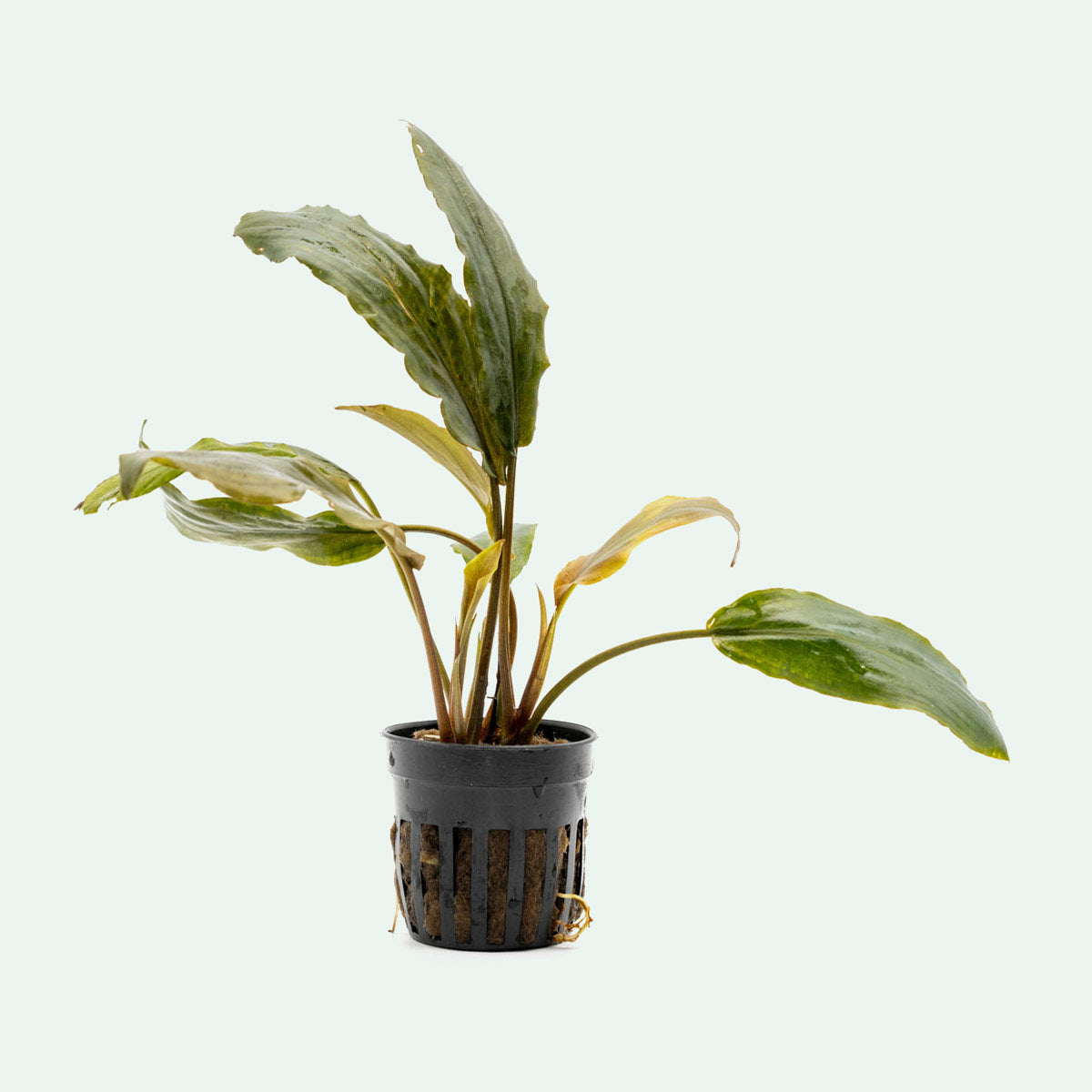 Lagenandra Keralensis Live Aquatic Plant for Aquariums - Perfect for Fish Tanks, Aquascaping & Tropical Water Gardens