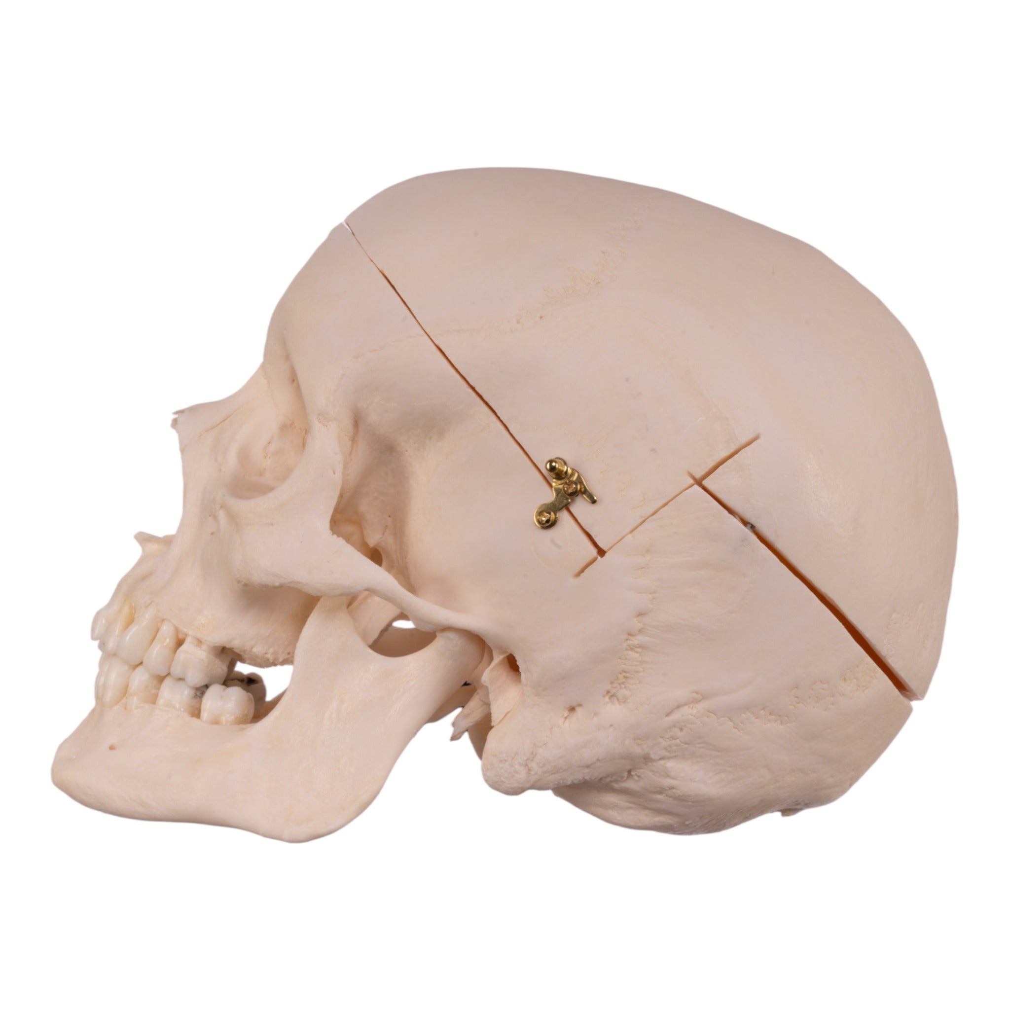 Premium Anatomical Human Skull Model - Accurate Medical & Educational Replica for Students, Doctors & Collectors - Perfect for Classroom, Lab & Halloween Decor