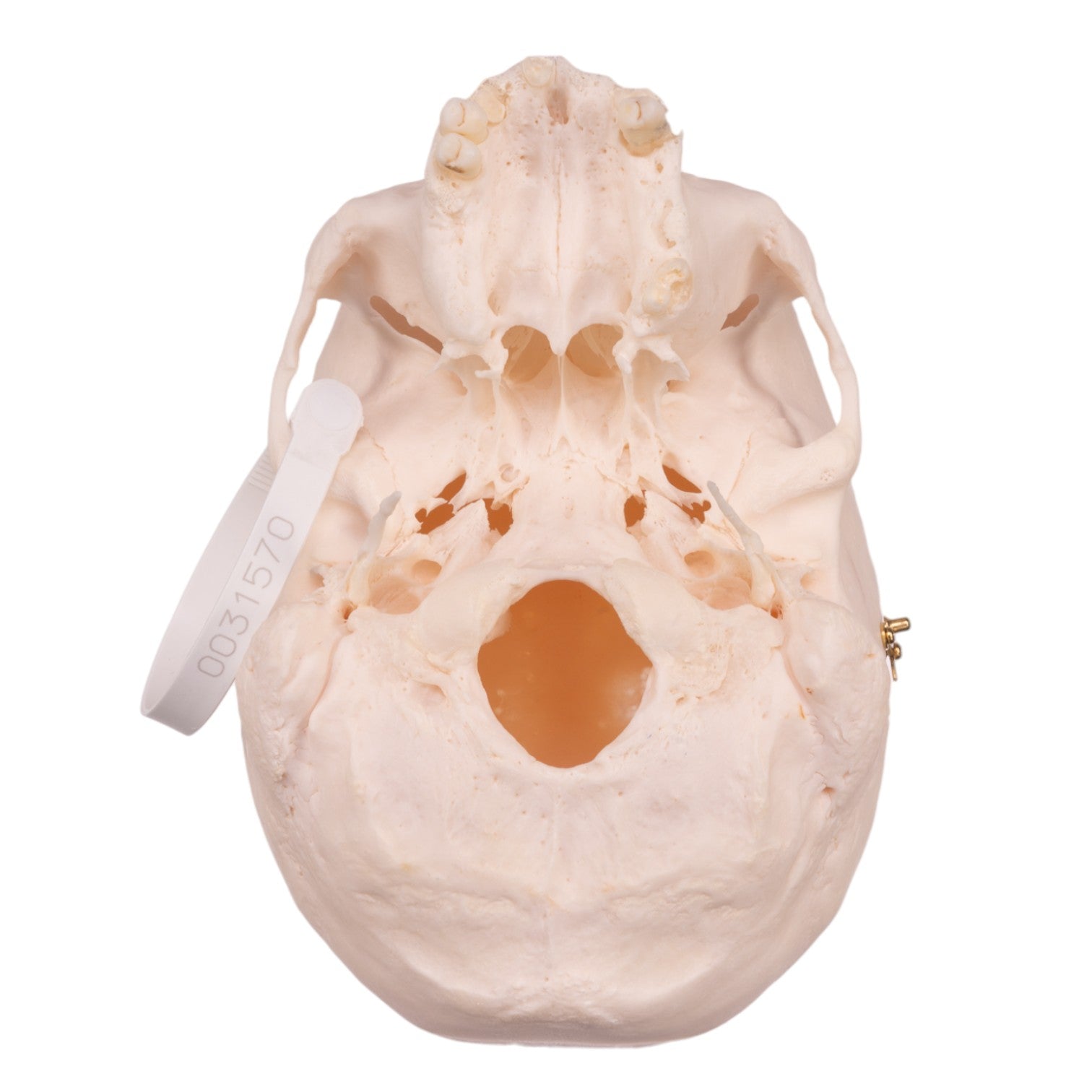Premium Anatomical Human Skull Model - Accurate Medical & Educational Tool for Students, Doctors & Researchers | Perfect for Classrooms, Labs & Halloween Decor