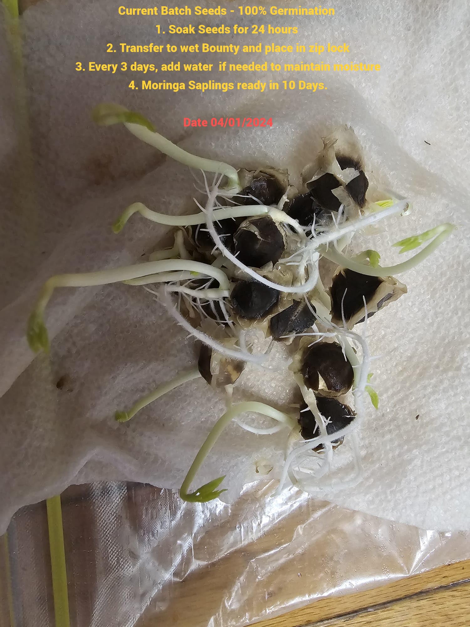 100+ Organic Moringa Seeds for Planting - Grow Your Own Moringa Leaves, Powder, Pods & Flowers | Non-GMO, Heirloom Quality | Perfect for Home Gardening, Superfood Cultivation & Natural Remedies