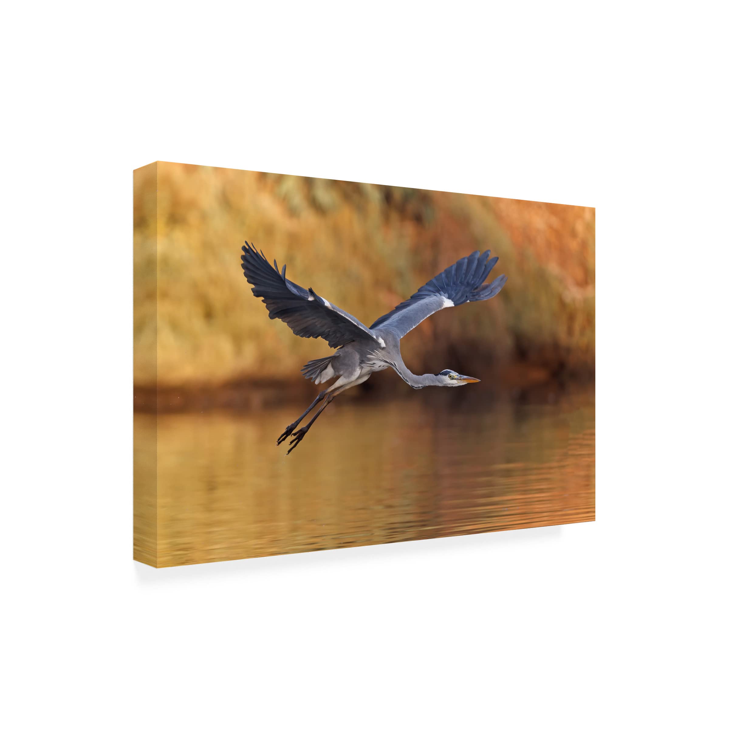 Trademark Fine Art 'Ardea Cinerea' Heron Canvas Wall Art by Assaf Gavra - Elegant Home & Office Decor for Living Room, Bedroom or Gallery