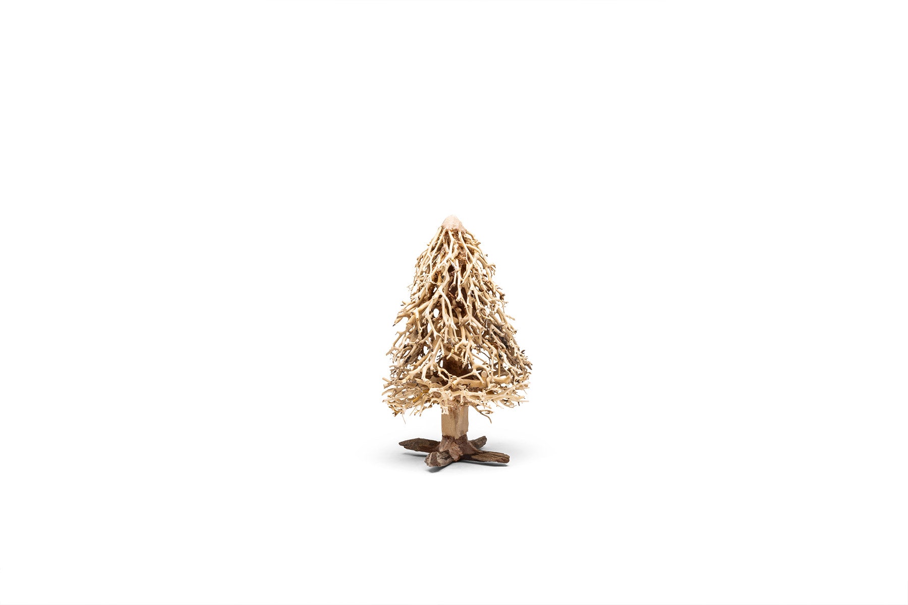 UNS Bonsai 009 - Premium Miniature Bonsai Tree for Home & Office Decor | Perfect Gift for Plant Lovers & Zen Garden Enthusiasts