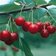 15pcs Dwarf Sour Cherry Fruit Tree Plants - Compact Sweet-Tart Cherry Trees for Home Garden, Patio & Small Spaces | Perfect for Fresh Eating, Baking & Canning