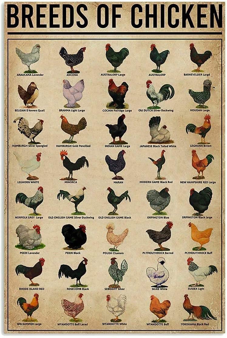 Vintage Metal Tin Sign - Breeds of Chickens Poster | 8x12 Inch Retro Rooster Wall Art for Coffee Shop, Bar, Pub, Restaurant & Farm Decor | Perfect for Kitchen, Chicken Coop & Home Decoration