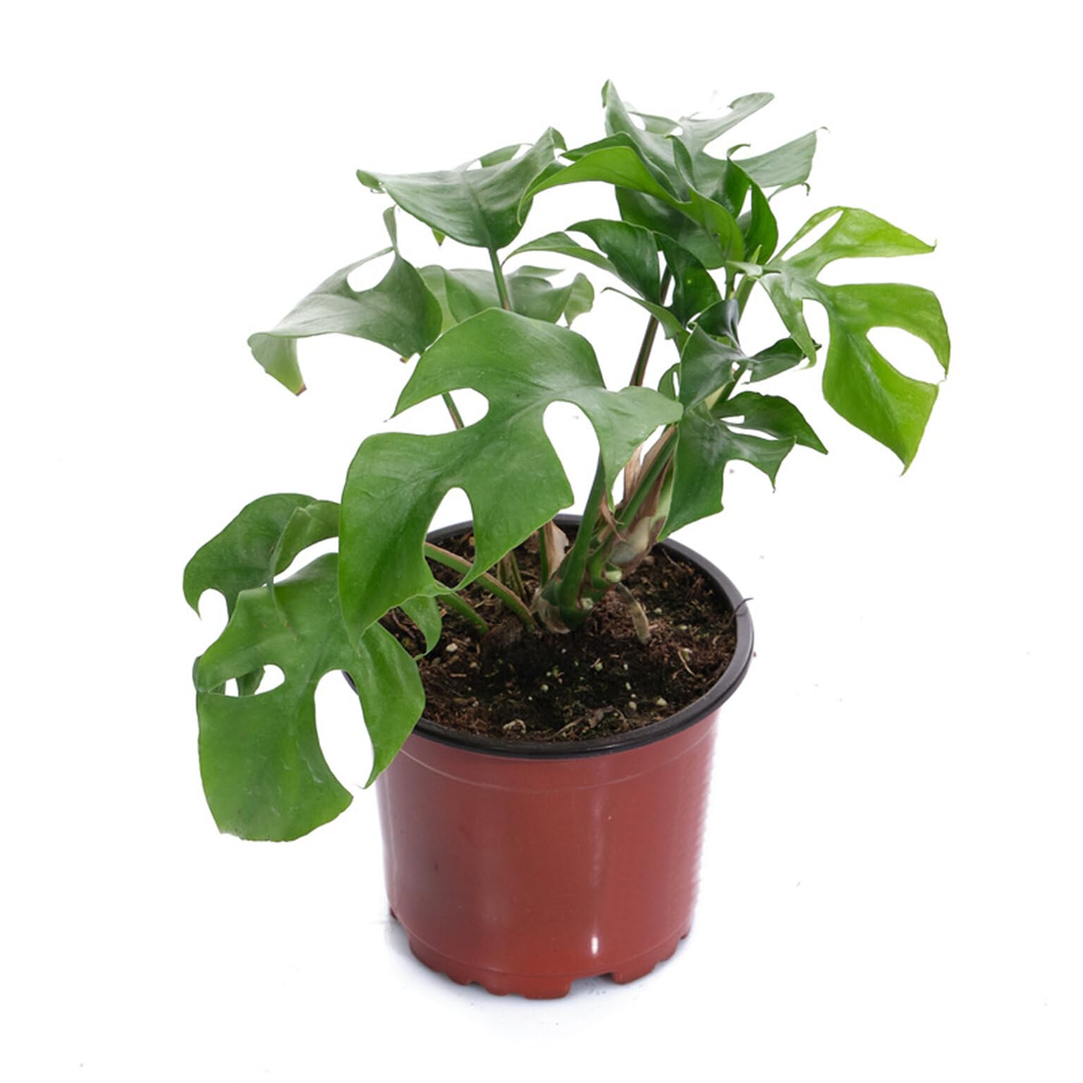 100 PCS 8 Inches Plastic Plant Nursery Pots - Reusable Garden Pots for Succulents, Seedlings, Cuttings & Transplanting with Drainage Holes | Perfect for Indoor/Outdoor Gardening, Home Decor & DIY Plant Projects