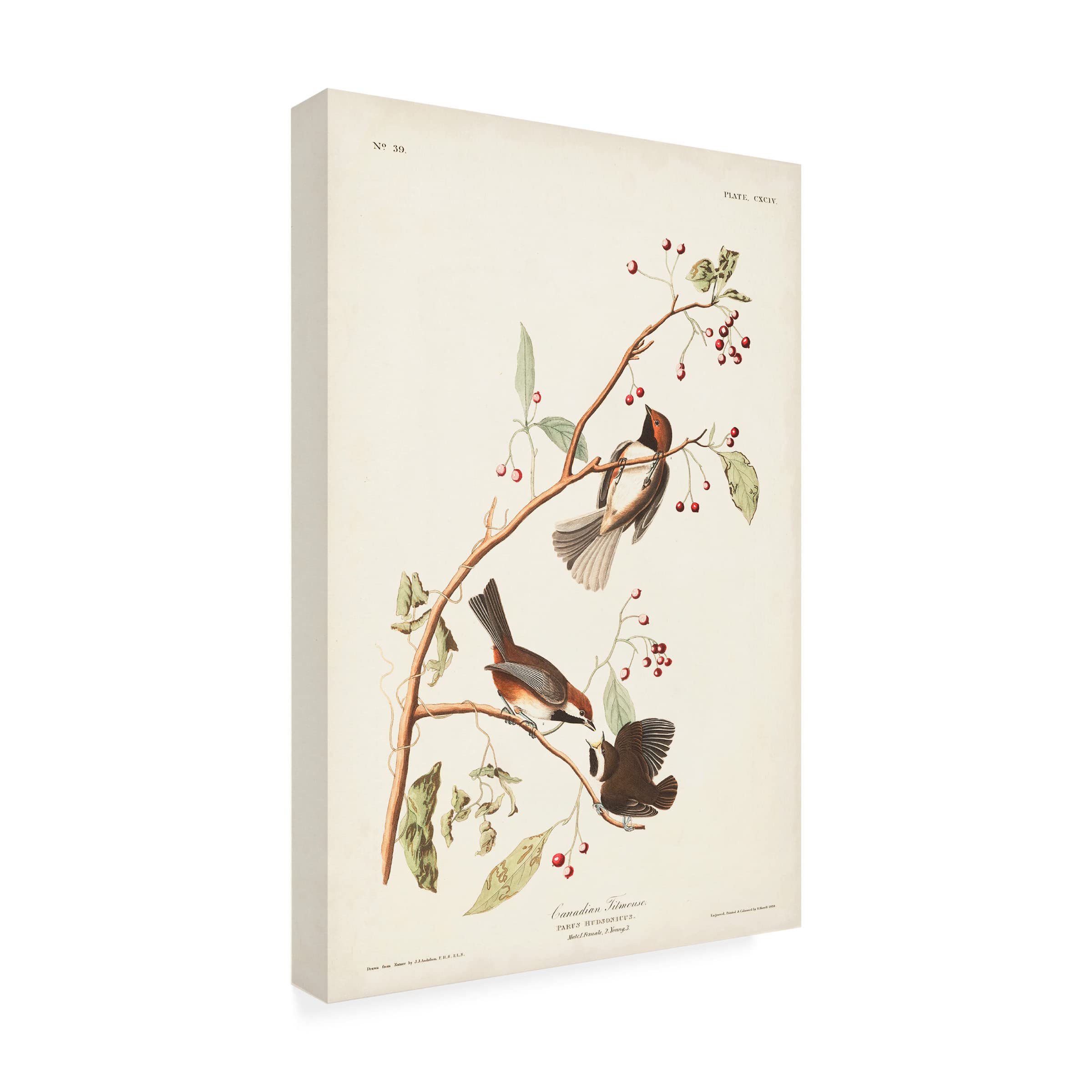 John James Audubon Canadian Titmouse Fine Art Canvas Print - 30x47 Inches - Wildlife Bird Wall Decor for Living Room, Bedroom & Office