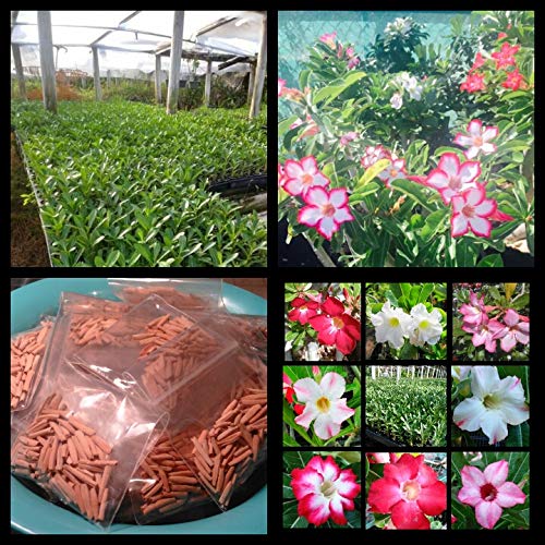 100 Pack Fresh Adenium Desert Rose Seeds - Mixed Colors, Single & Multi Petal Flowers for Home Garden Planting | Perfect for Bonsai, Landscaping & Indoor Decor