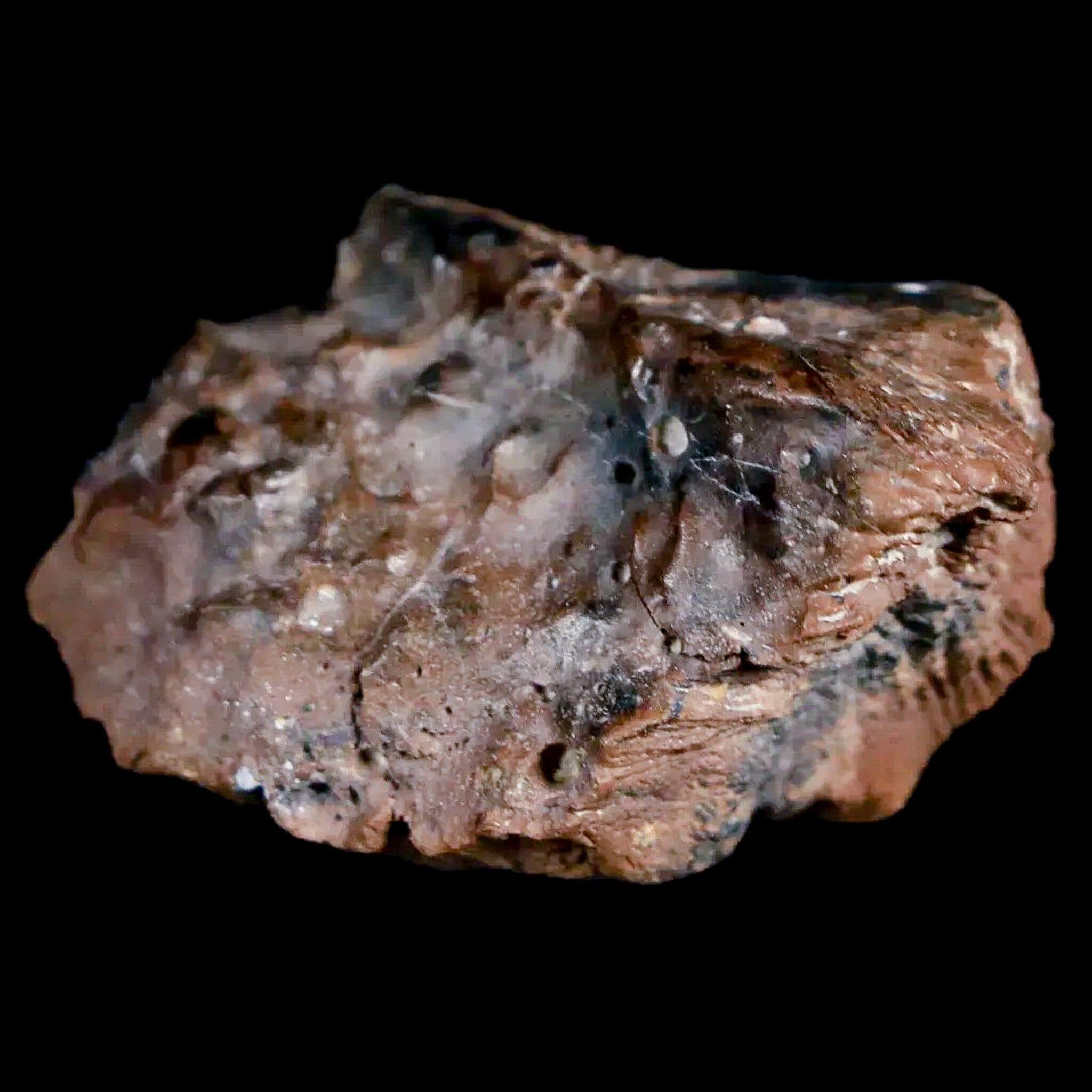 Authentic Pachycephalosaurus Fossil Skull with Knobs - Lance Creek Formation Cretaceous Dinosaur Fossil from Wyoming - Includes COA - Perfect for Paleontology Enthusiasts, Museum Displays & Dinosaur Fossil Collections