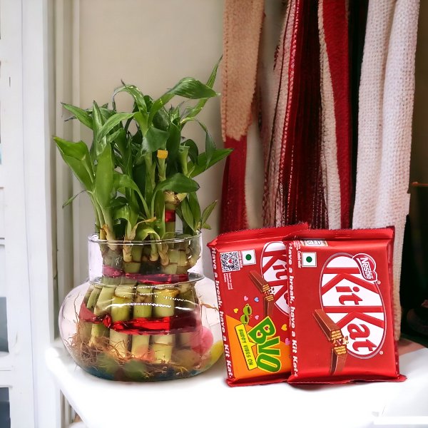 Natural Bamboo Plant Gift Set with Nestle KitKat Chocolates - Eco-Friendly Housewarming Present for Home Office Decor & Chocolate Lovers