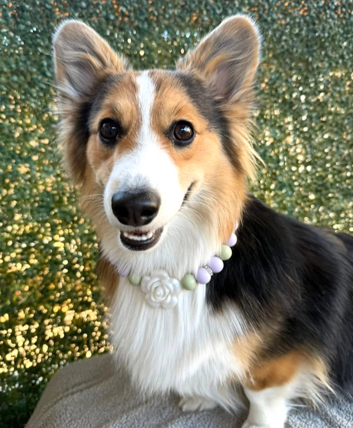 Clover Beaded Dog Collar - Stylish and Durable Pet Accessory for Small & Medium Dogs - Perfect for Daily Walks, Training, and Special Occasions
