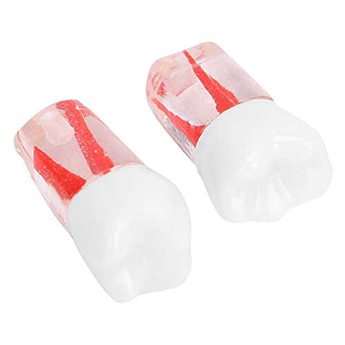 Dental Tooth Model - Small, Portable & Lightweight Root Teeth Model for Dental Teaching & Hospital Training | Perfect for Dental Students, Professionals & Classroom Demonstrations