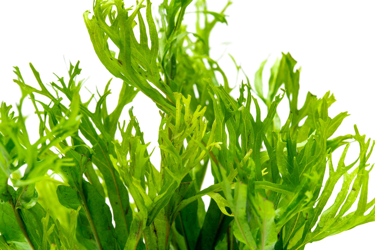 Microsorum Pteropus 'Windelov' Java Fern - Live Aquatic Plant for Freshwater Aquariums, Perfect for Fish Tanks & Aquascaping