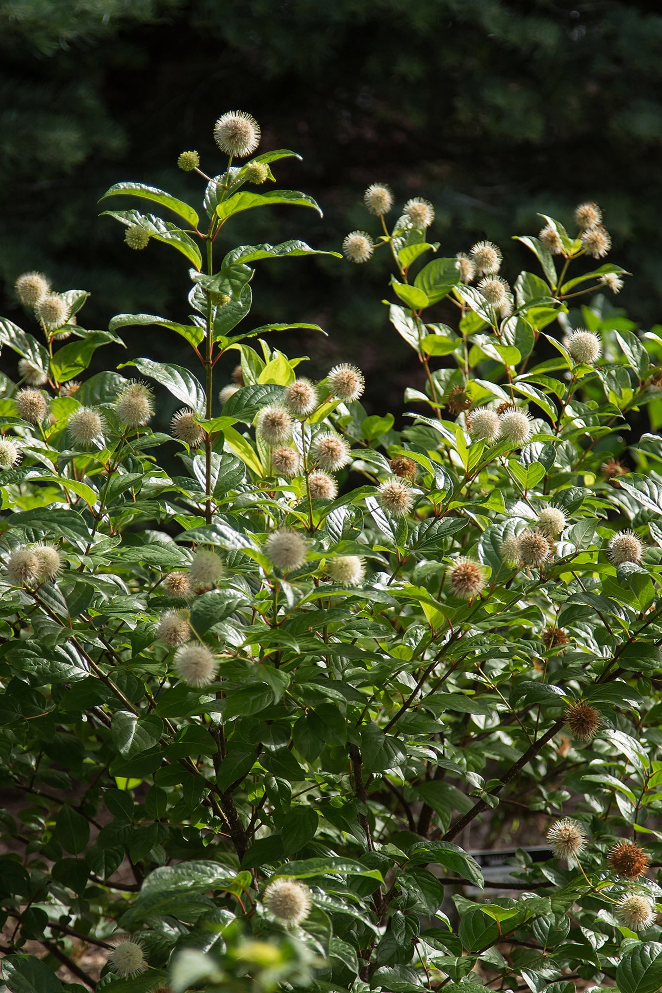 Cephalanthus occidentalis 'Fiber Optics' #2 - Beautiful Ornamental Shrub for Landscaping, Gardens & Outdoor Decor