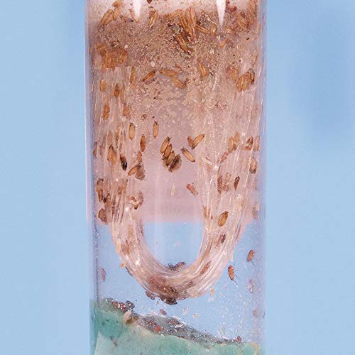 Live Fruit Fly Cultures for Feeding Reptiles, Amphibians & Fish - Perfect for Pet Frogs, Chameleons & Small Carnivorous Animals - Ready-to-Use Insect Food Supply