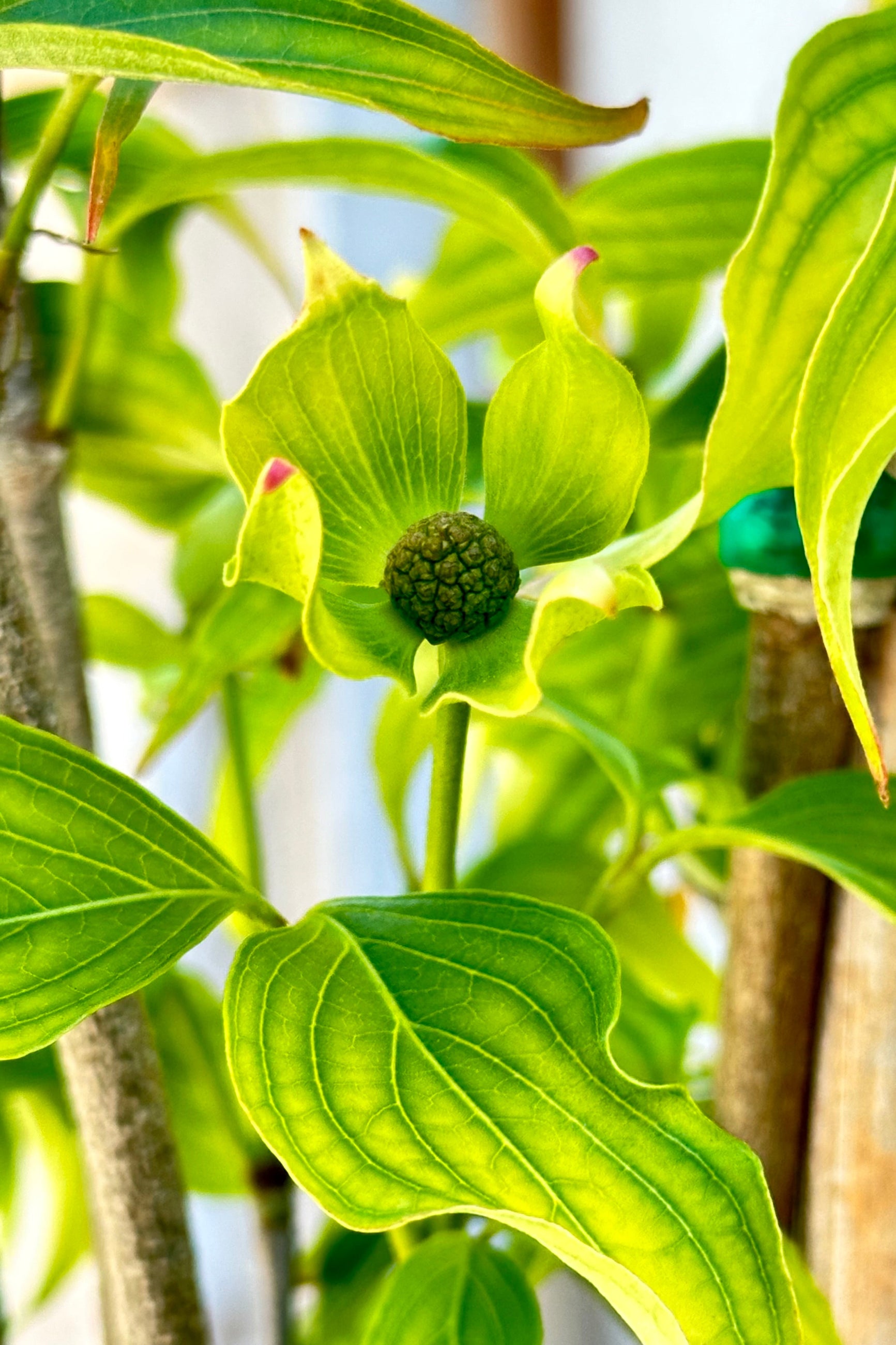 Cornus kousa 'Greensleeves' Dogwood Tree - #6 Container Size - Beautiful Flowering Ornamental Plant for Landscaping, Gardens & Outdoor Decor