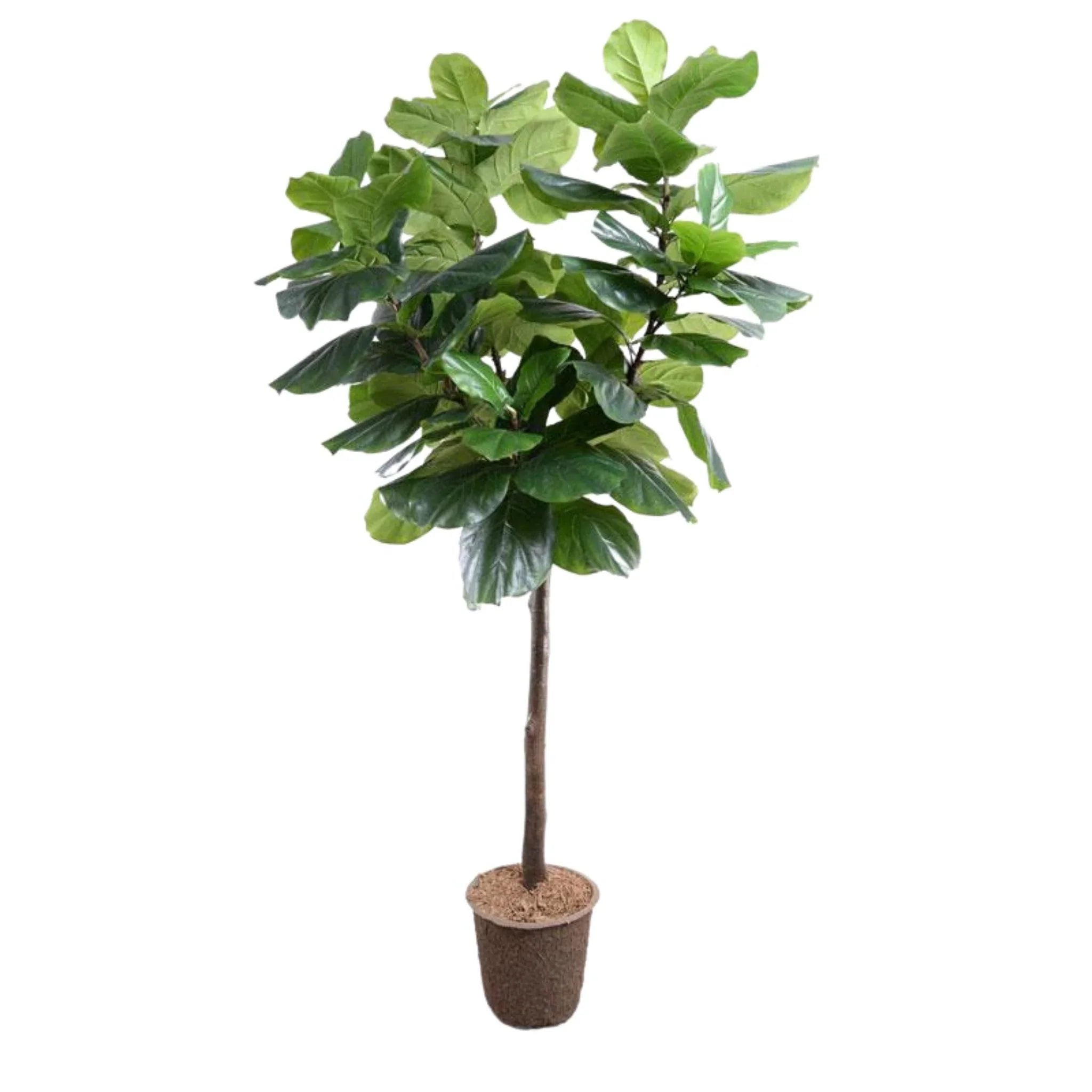7.5' Artificial Fiddle Leaf Fig Tree - Realistic Fake Plant for Home Decor, Office, Living Room, Bedroom & Indoor Spaces
