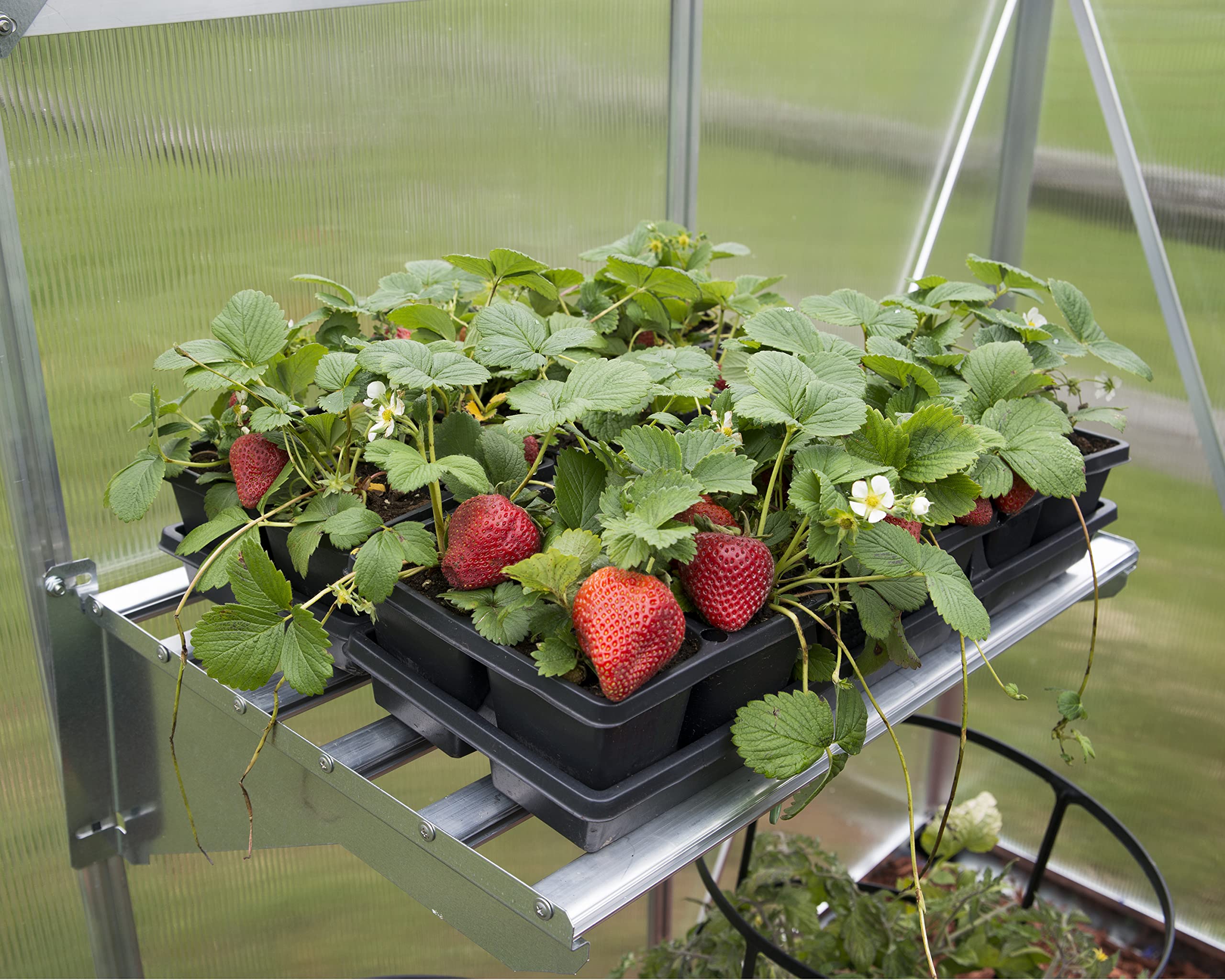 Heavy Duty Greenhouse Shelf Bundle - 4-Piece Set by Palram Canopia for Sturdy Plant Storage & Organization | Perfect for Indoor & Outdoor Gardening, Seed Starting, and Herb Cultivation