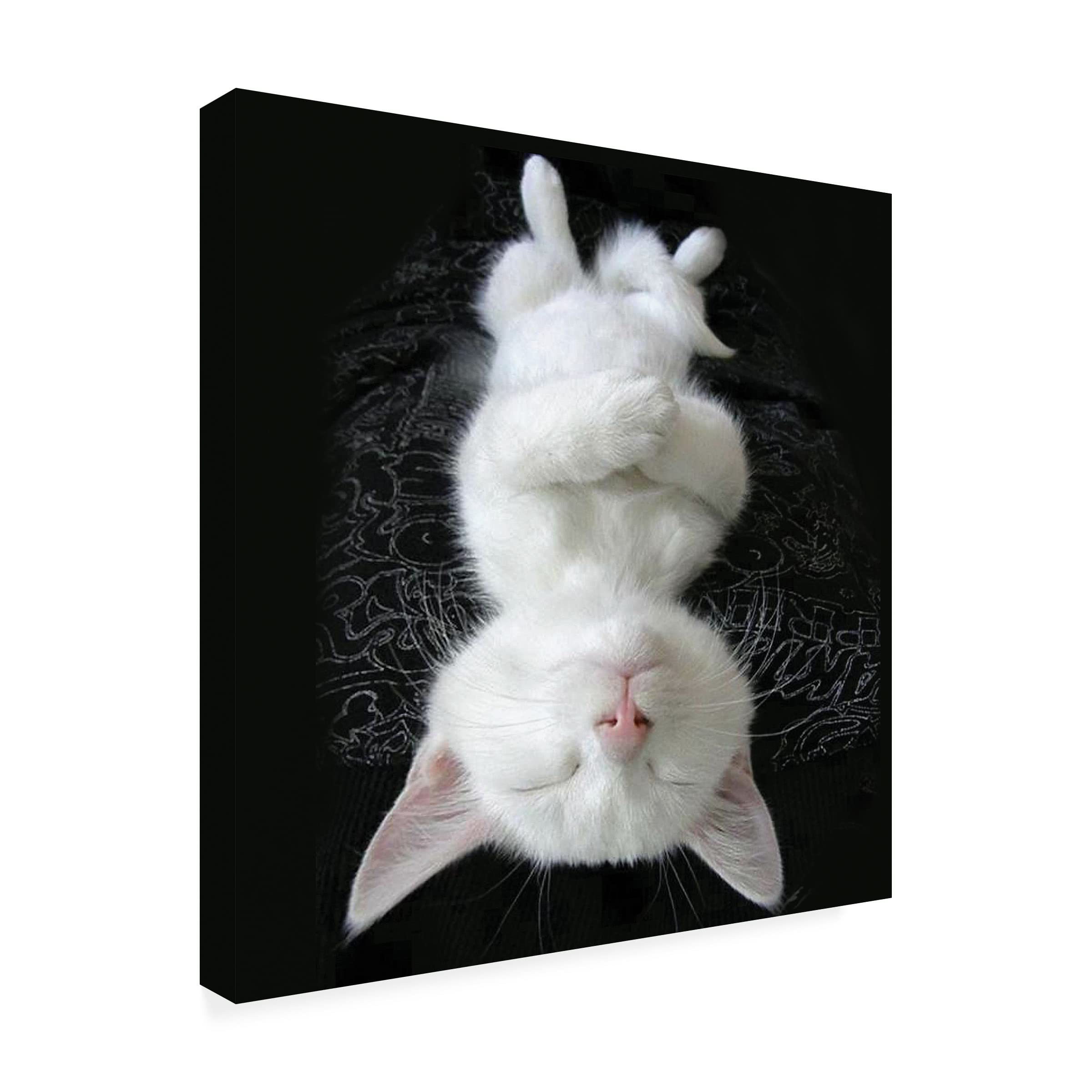 R. NOB 'Cat Yoga III' Canvas Art Print - 35x35 Inches - Modern Home Decor for Living Room, Bedroom & Office - Trademark Fine Art Collection