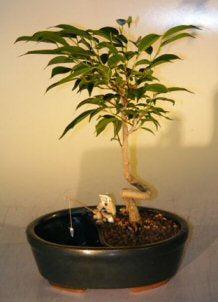 Ficus Bonsai Tree - Coiled Trunk Style (Ficus Orientalis) in Water/Land Container - Perfect for Home Decor, Office Zen Garden & Indoor Plant Lovers