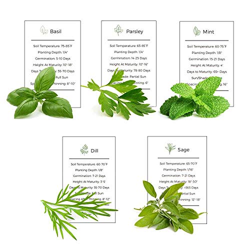 Organic Herb Garden Seeds Collection - 5 Culinary Herb Seeds Pack: Basil, Parsley, Mint, Sage & Dill | Non-GMO Heirloom Seeds for Planting | Perfect for Indoor Herb Gardens, Kitchen Windowsills & Outdoor Gardening