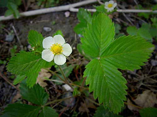 White Strawberry Flower Plant Poster - 20x30 Inch Laminated Wall Art with Vibrant Colors & Detailed Imagery - Perfect for Home Decor, Office, Classroom & Nursery