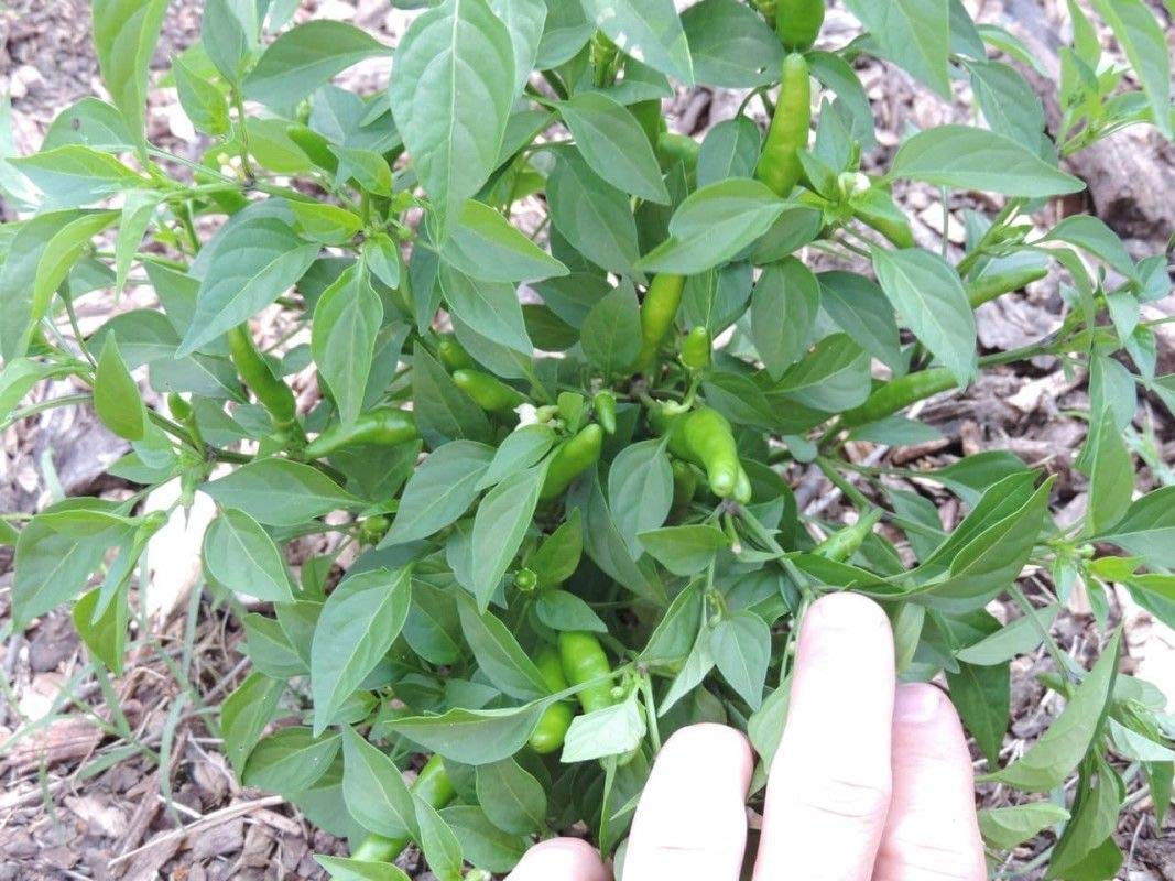 Organic Rooster Spur Hot Pepper Seeds - 100 Count for Home Garden, Containers & Patio Planting | Spicy Heirloom Variety for Cooking, Salsas & Hot Sauces | Fast-Growing & High-Yield Chili Plant Seeds