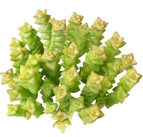 Crassula Tom Thumb
