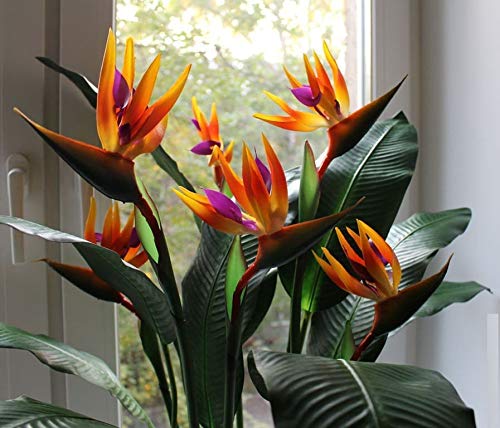 Exotic Strelitzia Reginae Seeds - Bird of Paradise Flower Plants for Indoor & Outdoor Gardening | Tropical Perennial Blooms for Home Decor, Landscaping & Gift Giving