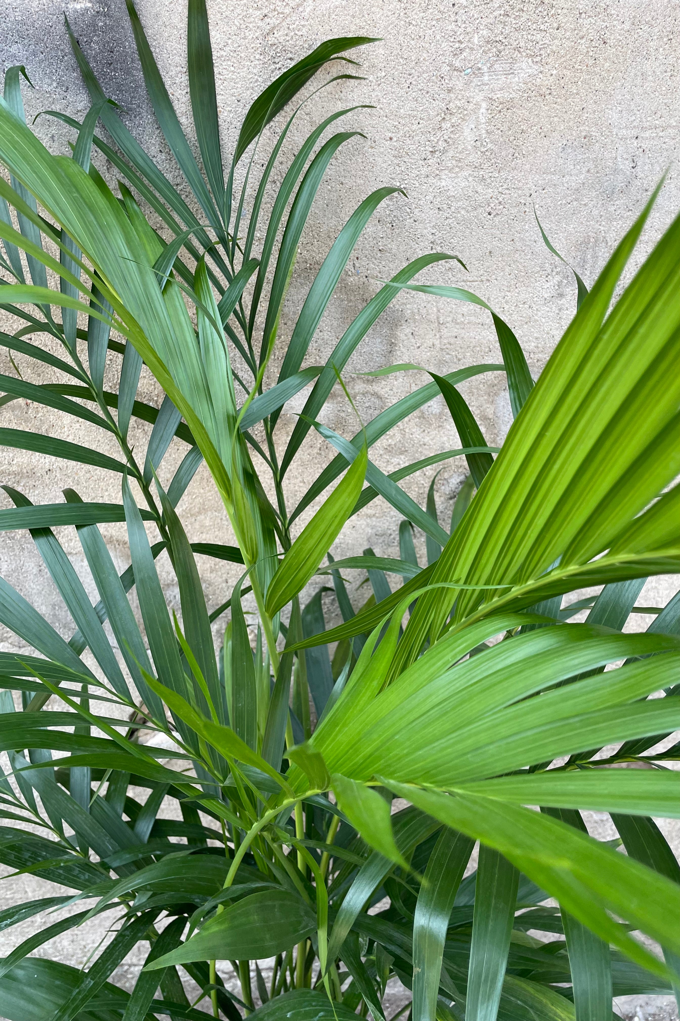Chamaedorea Cataractarum (Cat Palm) 8