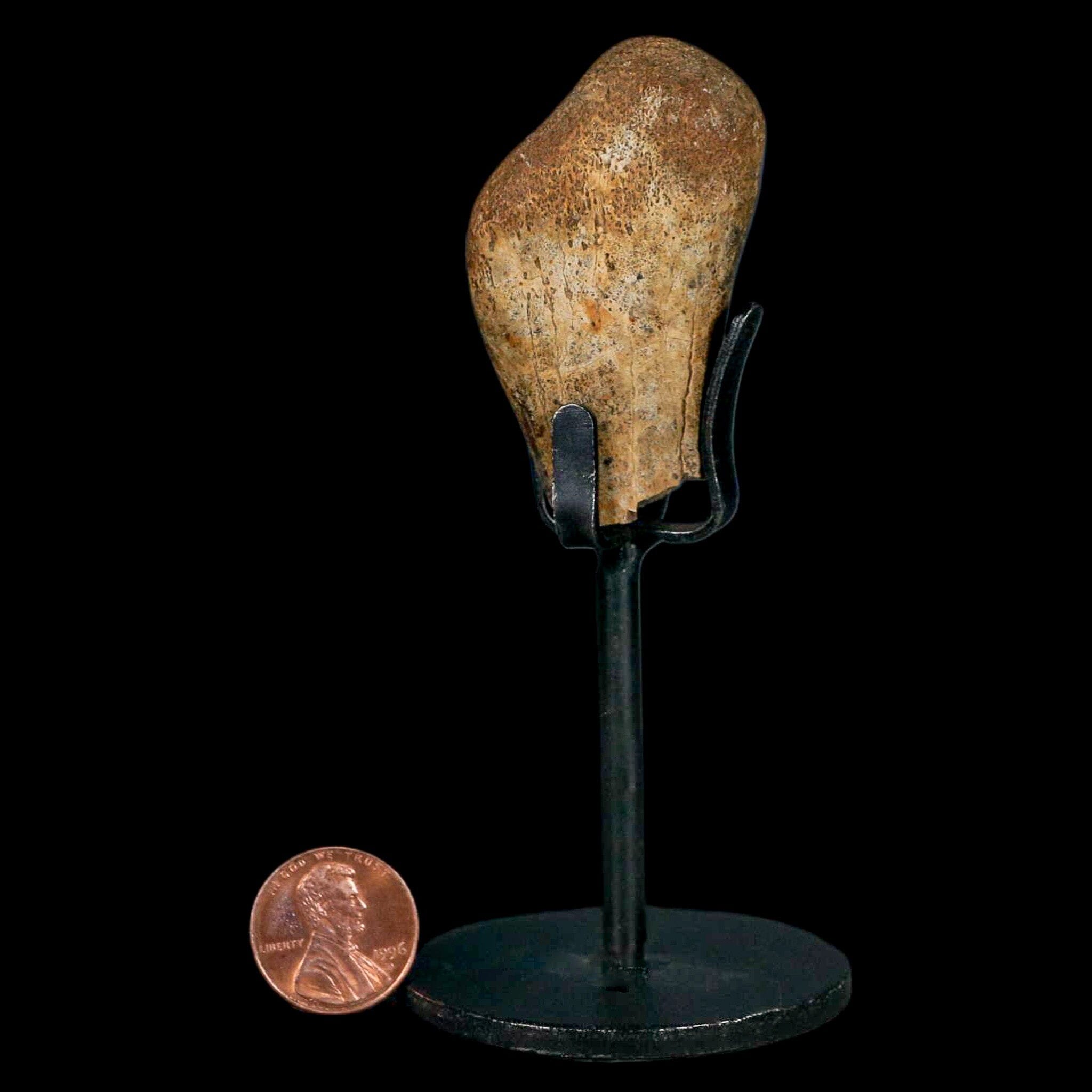 Authentic 2 Edmontosaurus Fossil Finger Bones from Hell Creek Formation - Cretaceous Dinosaur Fossil with COA - Perfect for Paleontology Collections, Educational Displays & Dinosaur Enthusiasts