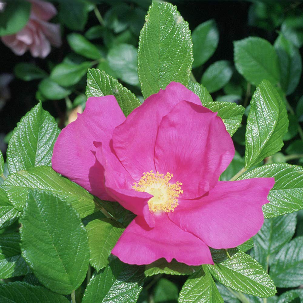 Scabrosa Pink Rugosa Rose Bush - Heirloom Roses Live Plant with HIPS for Outdoor Planting | Perfect for Cottage Gardens, Landscaping & Rose Hedges