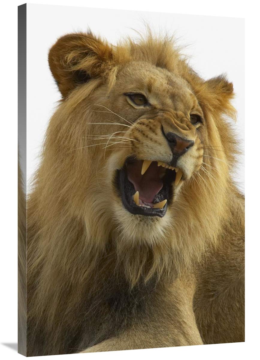 24 x 36 Inch African Lion Male Growling Wildlife Art Print - Authentic San Diego Zoo Collection | Perfect for Home Decor, Office Wall Art & Safari-Themed Room Design