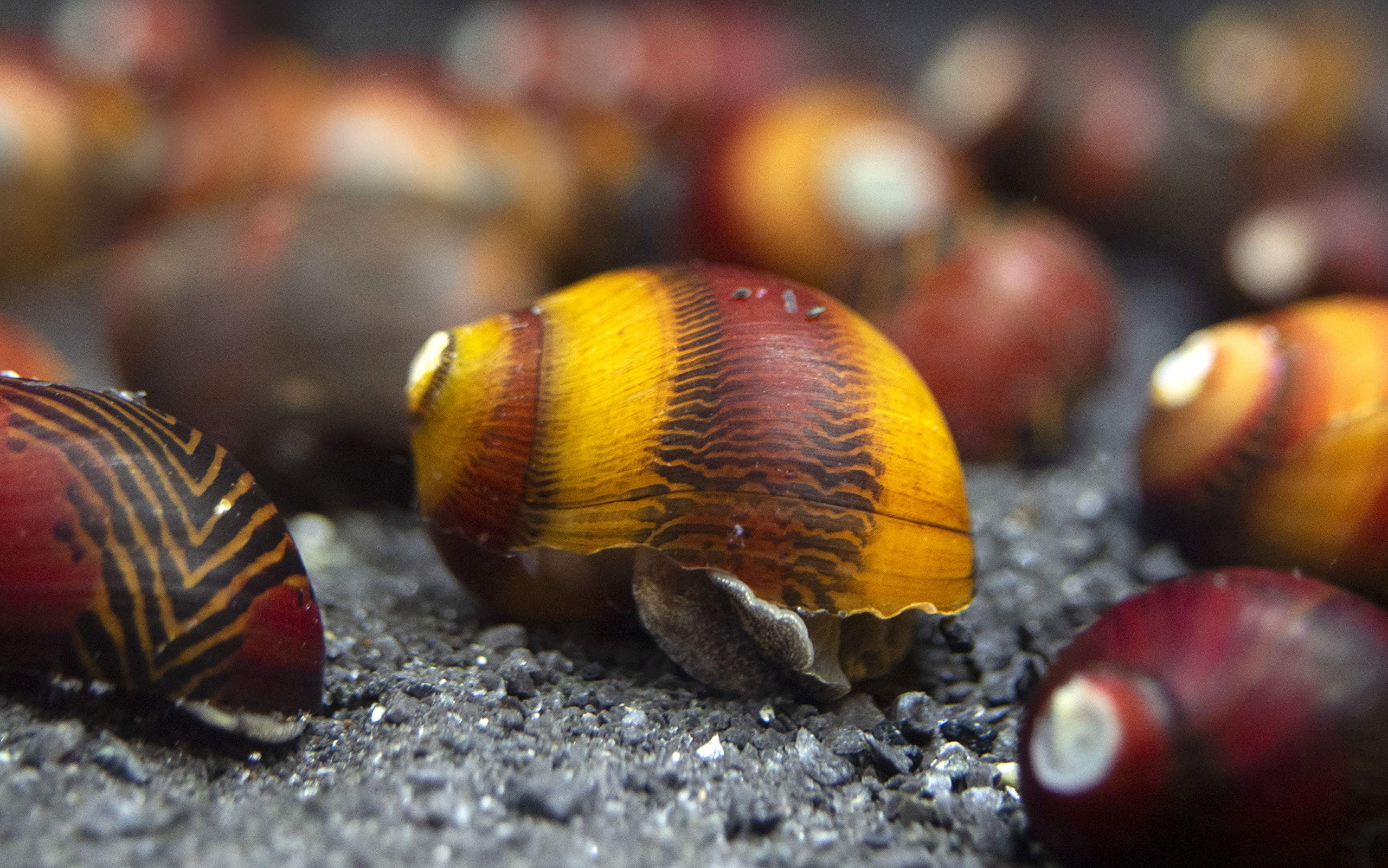 30 Red Racer Nerite Snails for Nano Fish Tanks - Live Freshwater Aquarium Snails Compatible with Dwarf Shrimp, Plants & Tropical Fish | Perfect for Algae Control in Small Aquariums & Shrimp Tanks