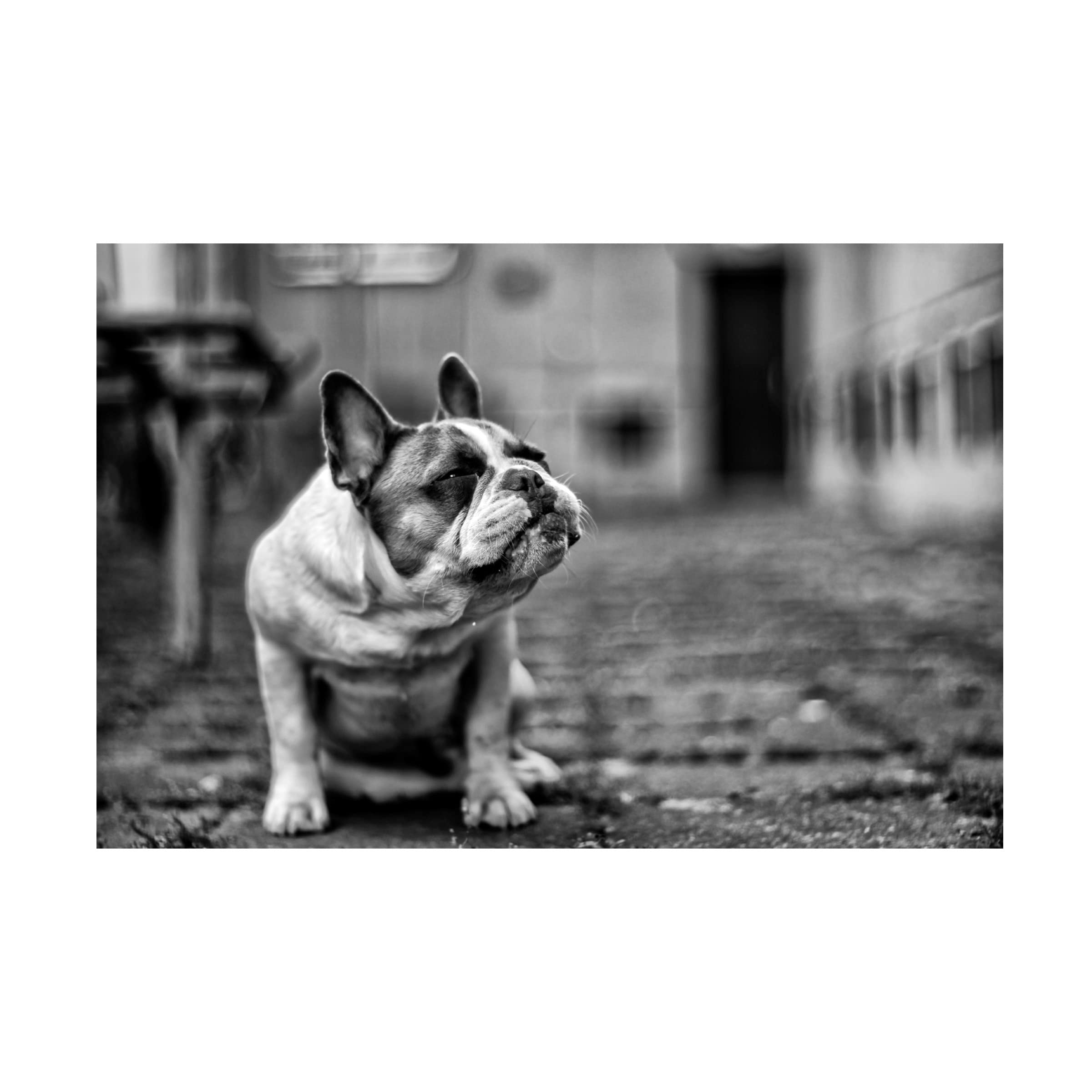 Petr Sedy 'Dog' Canvas Art Print - Handmade Wall Decor for Living Room, Bedroom & Office - Premium Trademark Fine Art Collection
