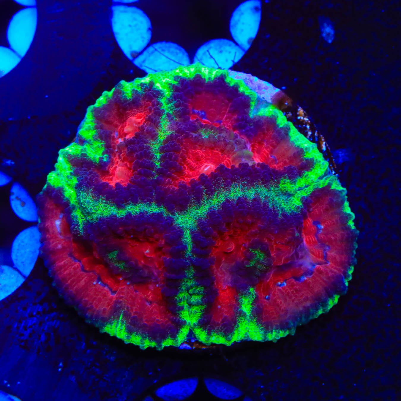 Christmas Favia Coral - Premium Saltwater Aquarium Coral for Reef Tanks | Perfect for Marine Aquascaping & Coral Frags