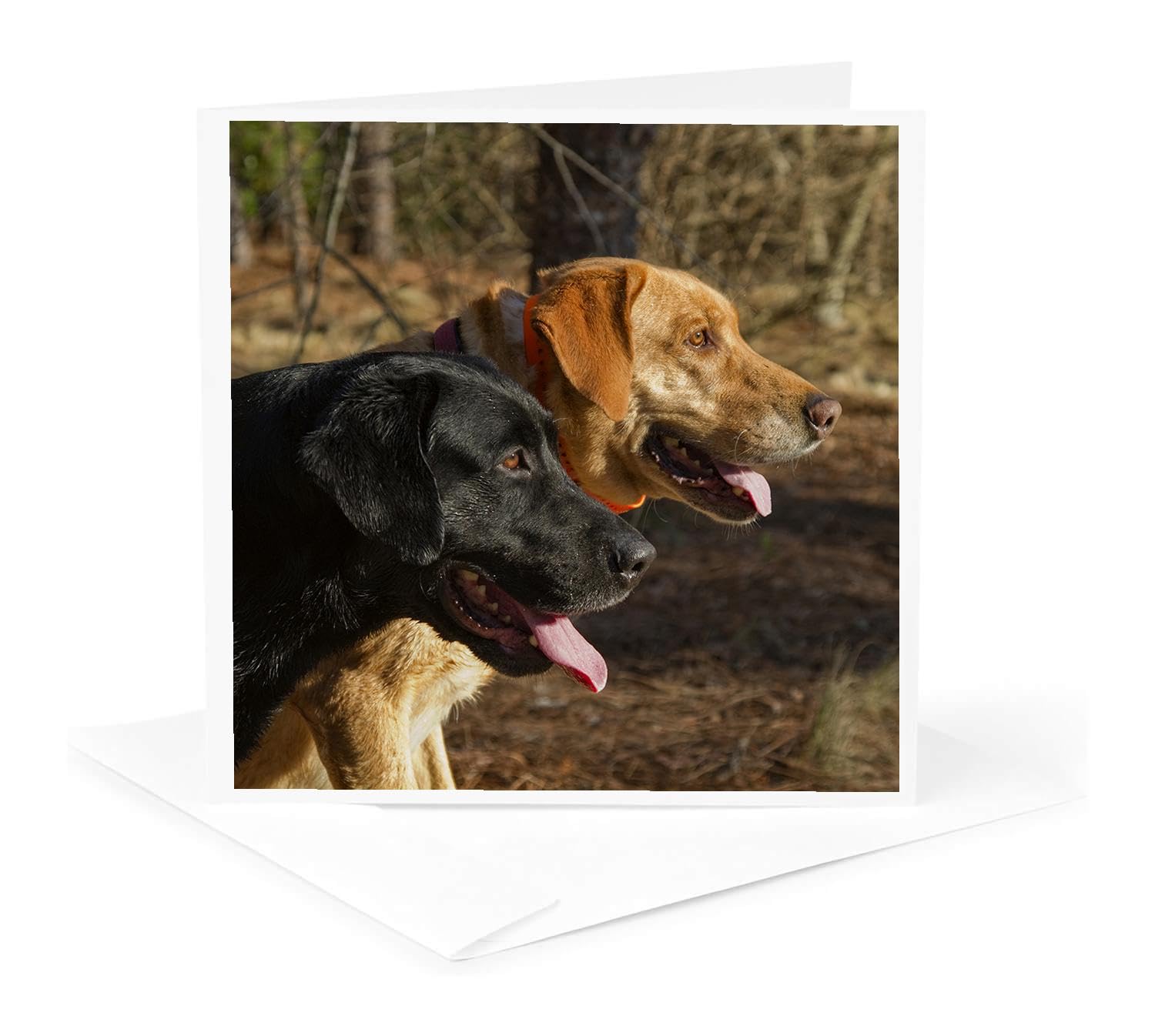 Black & Yellow Labrador Retriever Greeting Card - High Quality Dog Photography - Perfect for Birthdays, Thank You Notes & Pet Lovers