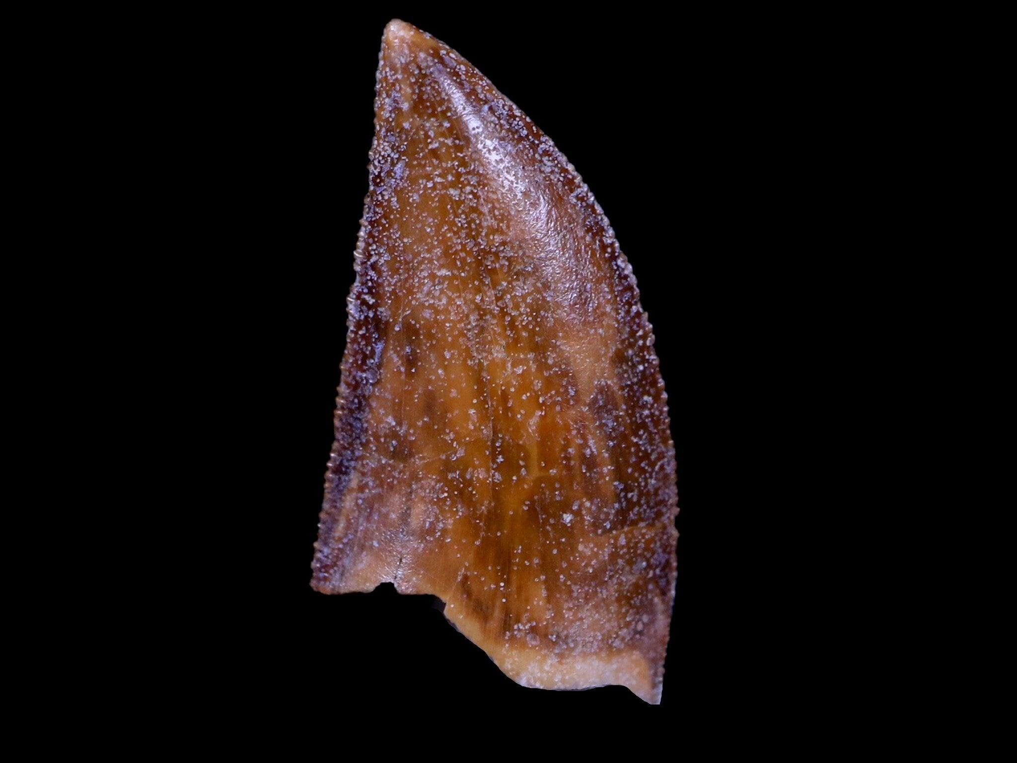 Authentic Majungasaurus Serrated Dinosaur Tooth Fossil from Madagascar - Cretaceous Period with COA - Perfect for Paleontology Collections & Educational Displays