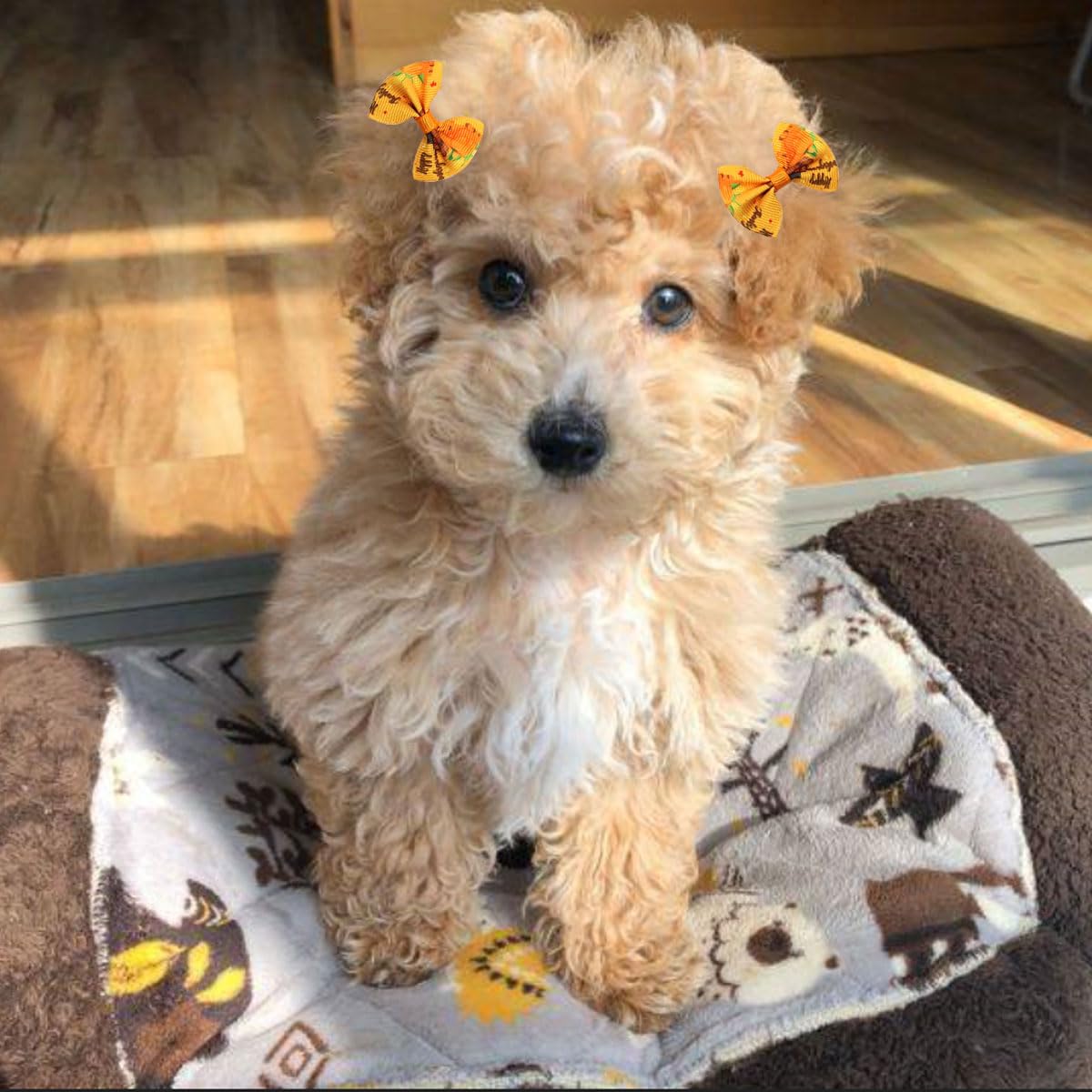 50 Pcs Dog Hair Bows for Thanksgiving, Valentine's Day & Weddings - Pet Dress Up Accessories
