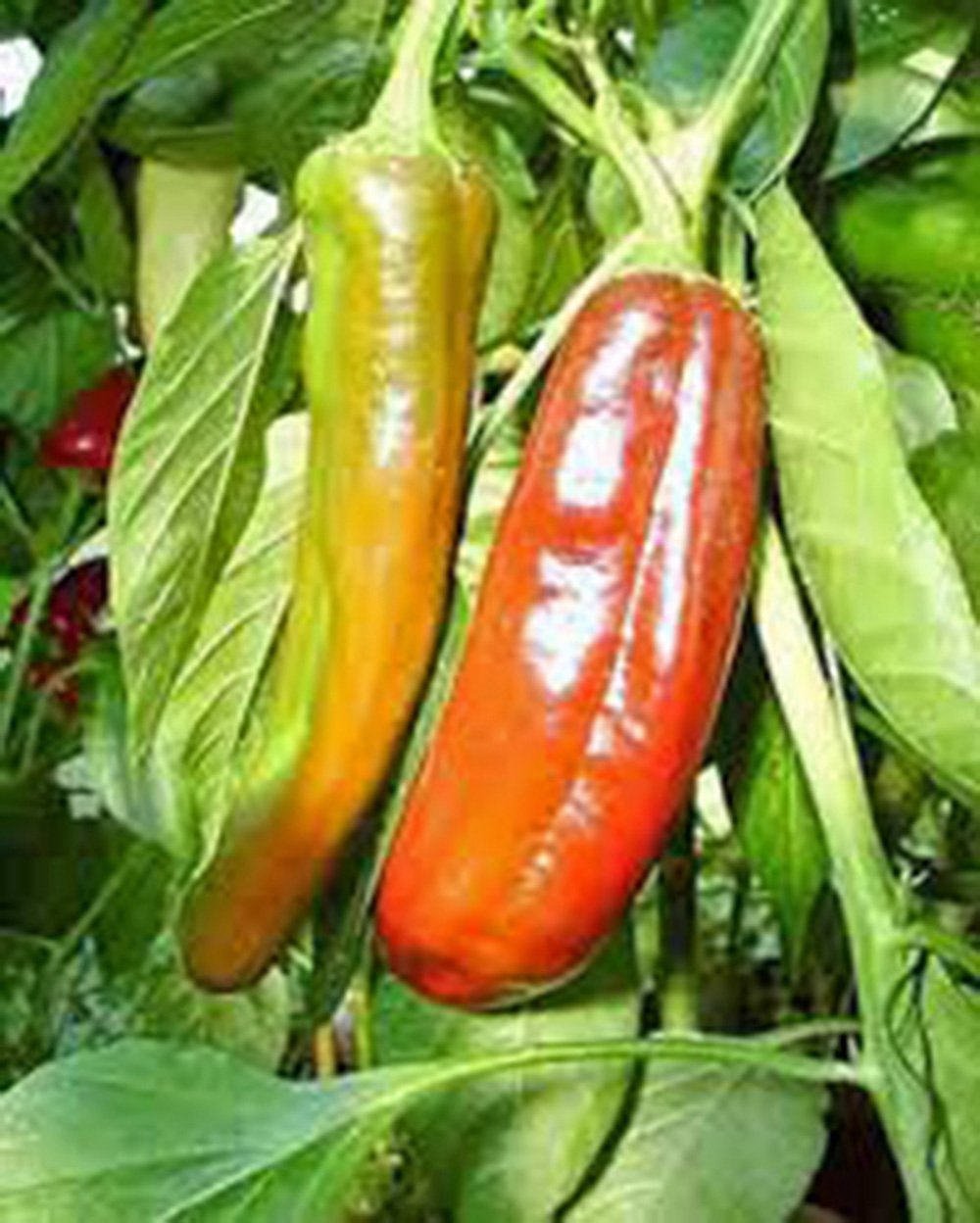 Heirloom Pepper Mix Garden Collection - 6 Top Varieties Non-GMO Seeds by Country Creek Acres - Perfect for Home Gardening, Cooking & Preserving