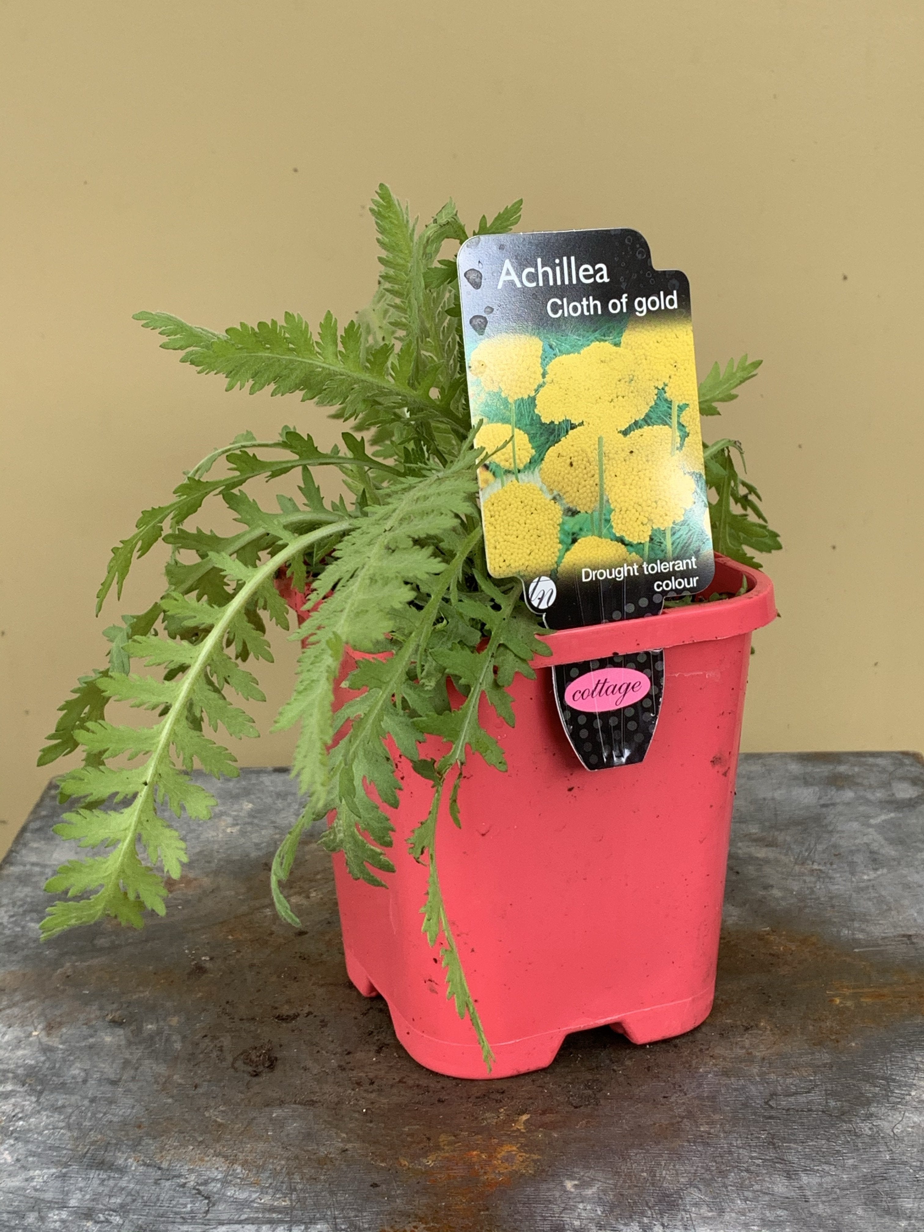 Achillea 'Cloth of Gold' - Golden Yarrow Perennial Flower Plants for Garden Landscaping | Drought-Tolerant & Pollinator-Friendly | Perfect for Borders, Rock Gardens & Cut Flower Arrangements