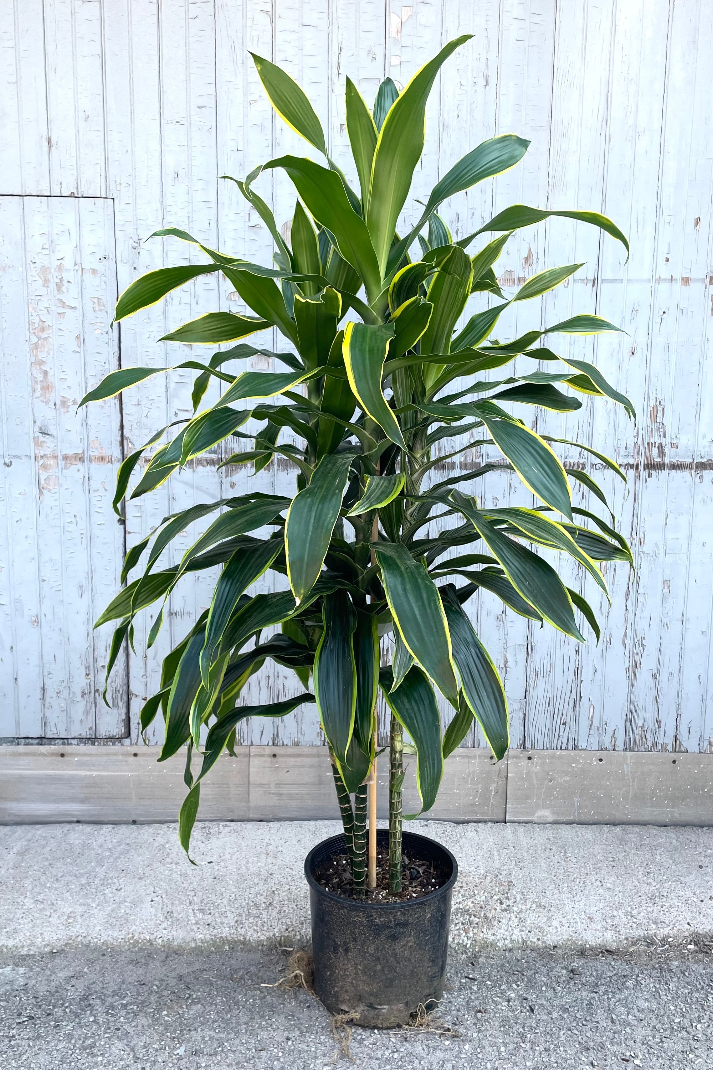 Dracaena 'Art' 12 Inch Potted Plant - Low Maintenance Indoor Houseplant for Home & Office Decor - Perfect for Living Room, Bedroom, and Workspace Greenery
