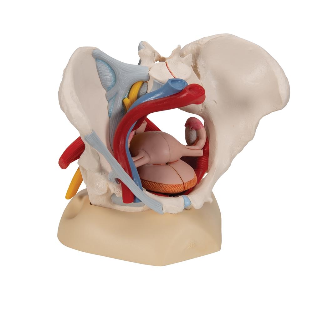 Female Pelvis Anatomy Model with Ligaments, Pelvic Floor & Organs - 6-Part Detachable Medical Educational Tool for Students, Doctors & Physical Therapists - Perfect for Classroom, Clinic & Home Study