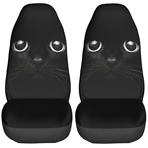 Cat In The Dark