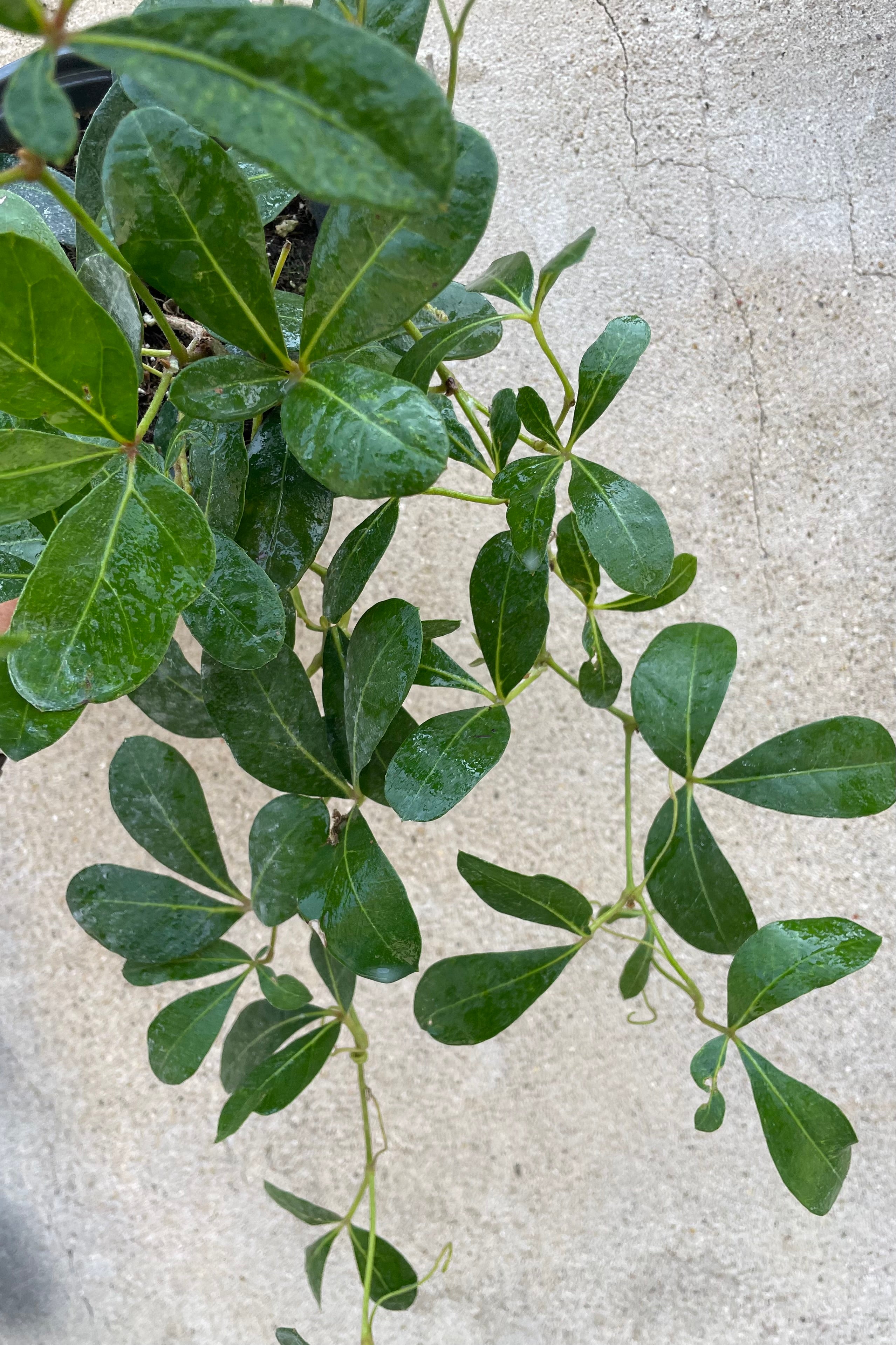 Mystic Grape Ivy (Cissus digitata) - 4
