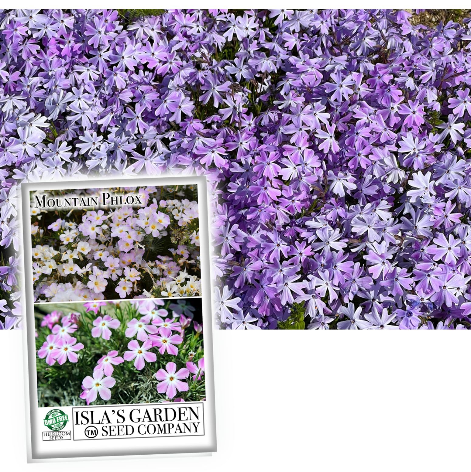 Mountain Phlox Flower Seeds - 1000+ Non-GMO Heirloom Seeds (Phlox austromontana) by Isla's Garden Seeds for Rock Gardens, Borders & Wildflower Landscapes