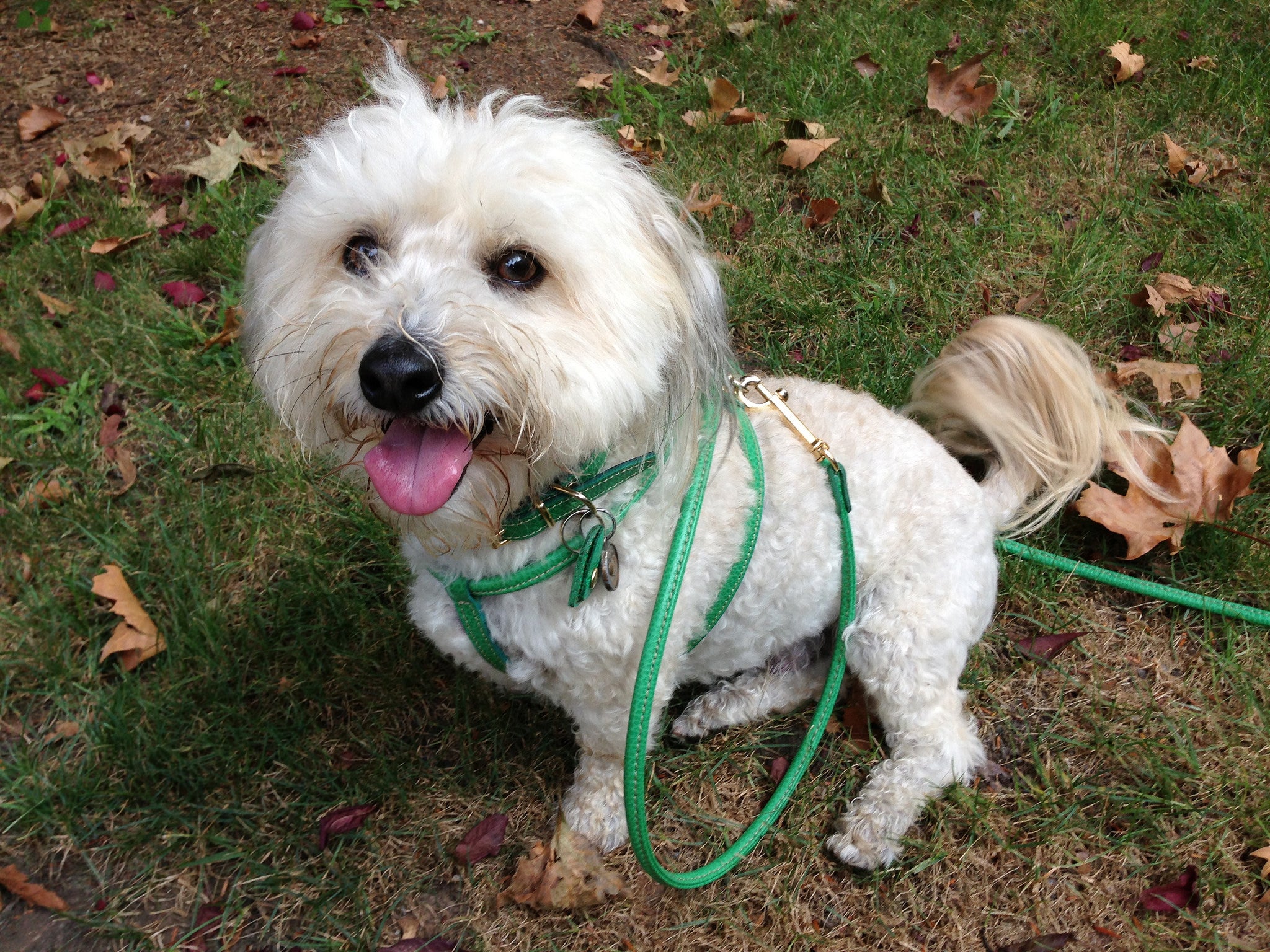 Premium Soft Calfskin Dog Harness - Adjustable & Comfortable Pet Walking Vest for Small Medium Dogs - Perfect for Daily Walks, Training & Outdoor Adventures