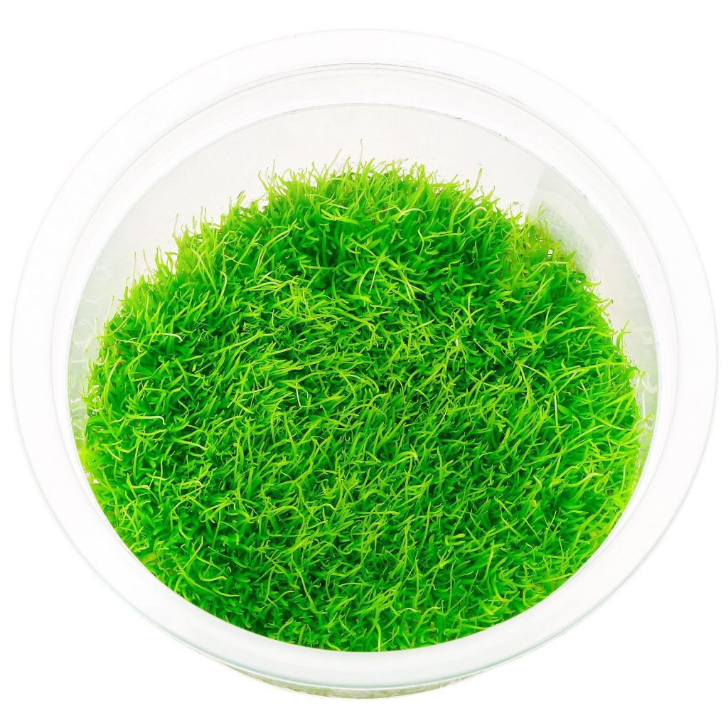 TCulture Utricularia Graminifolia (TC Cup) - Live Aquatic Carnivorous Plant for Aquariums, Terrariums & Paludariums | Perfect for Aquascaping, Nano Tanks & Carnivorous Plant Collections