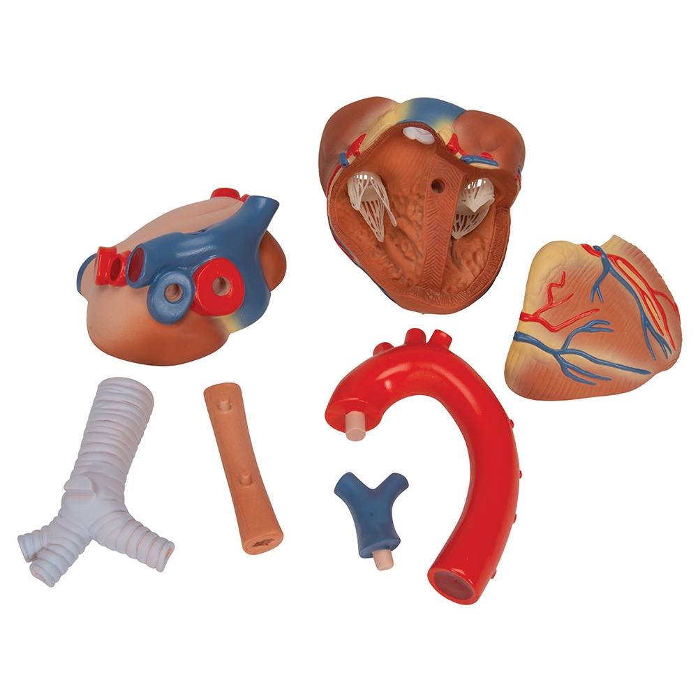 7-Part Human Heart Anatomy Model - Detailed Educational Tool for Medical Students & Biology Classrooms | Perfect for Study, Teaching & Science Demonstrations