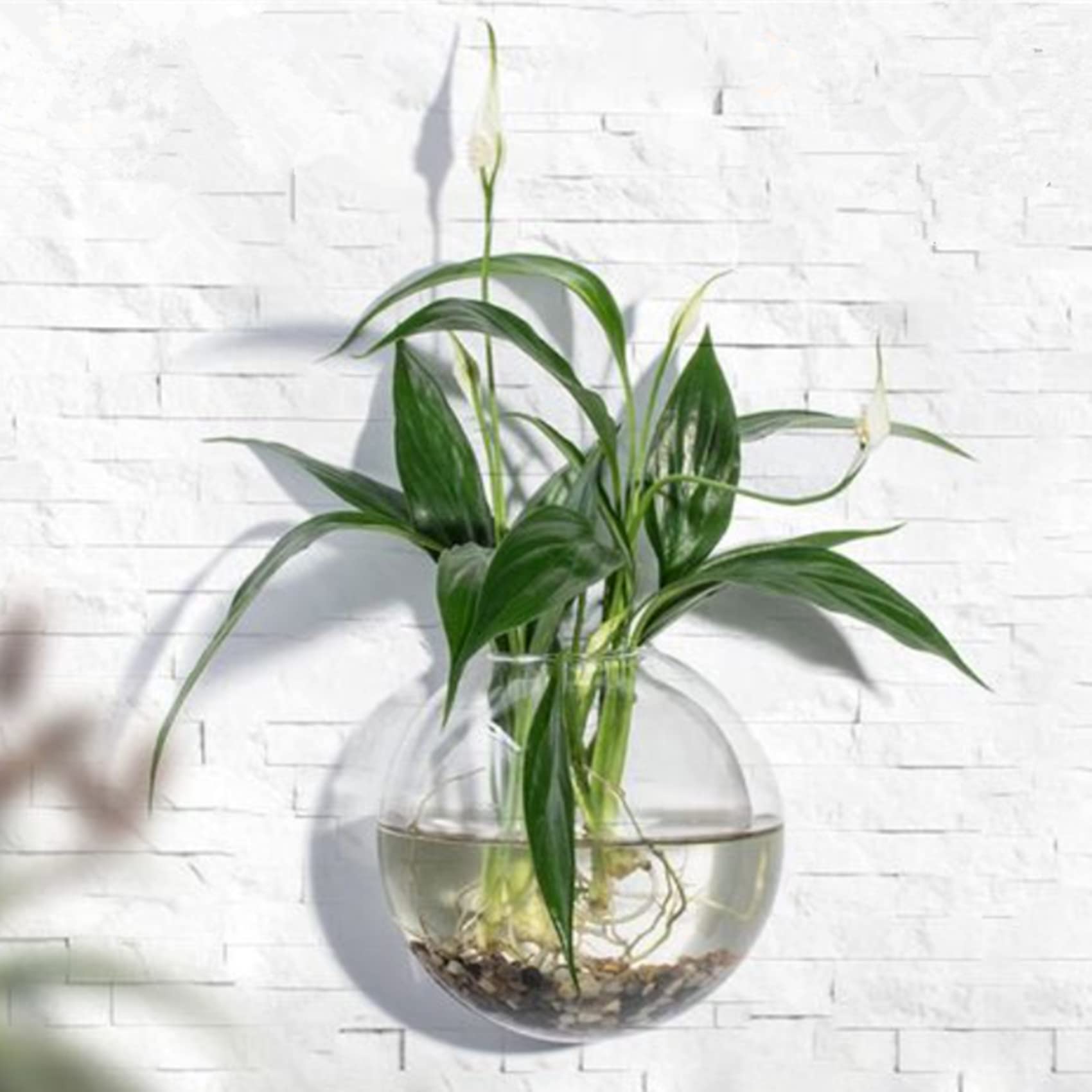 LB Hanging Glass Terrarium Planter - 2 Pack Air Plant Holder, Wall Mounted Flower Vase for Hydroponic Plants | Perfect for Home, Office & Garden Decor, Indoor Vertical Garden Display