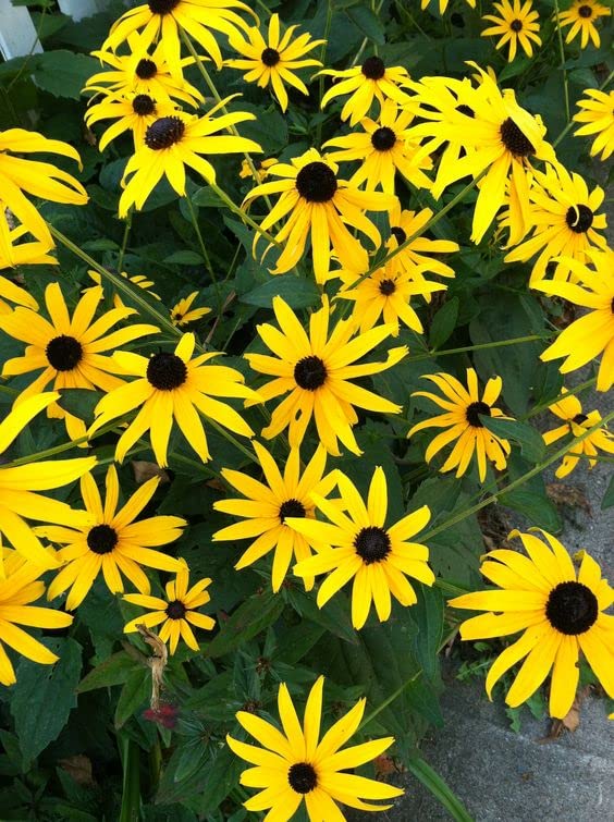 Black Eyed Susan Seeds (Rudbeckia hirta) - 1000 Non-GMO Wildflower Seeds for Pollinator Gardens, Butterfly Habitats & Natural Landscaping - Attracts Bees & Beneficial Insects - Perfect for Meadow Planting & DIY Floral Arrangements